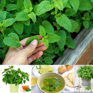 Şifalı melisa tohumu oğul otu lemon balm melissa officinalis