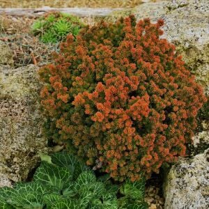 Cryptomeria japonica vilmoriniana sedir ağacı fidesi japon sugi