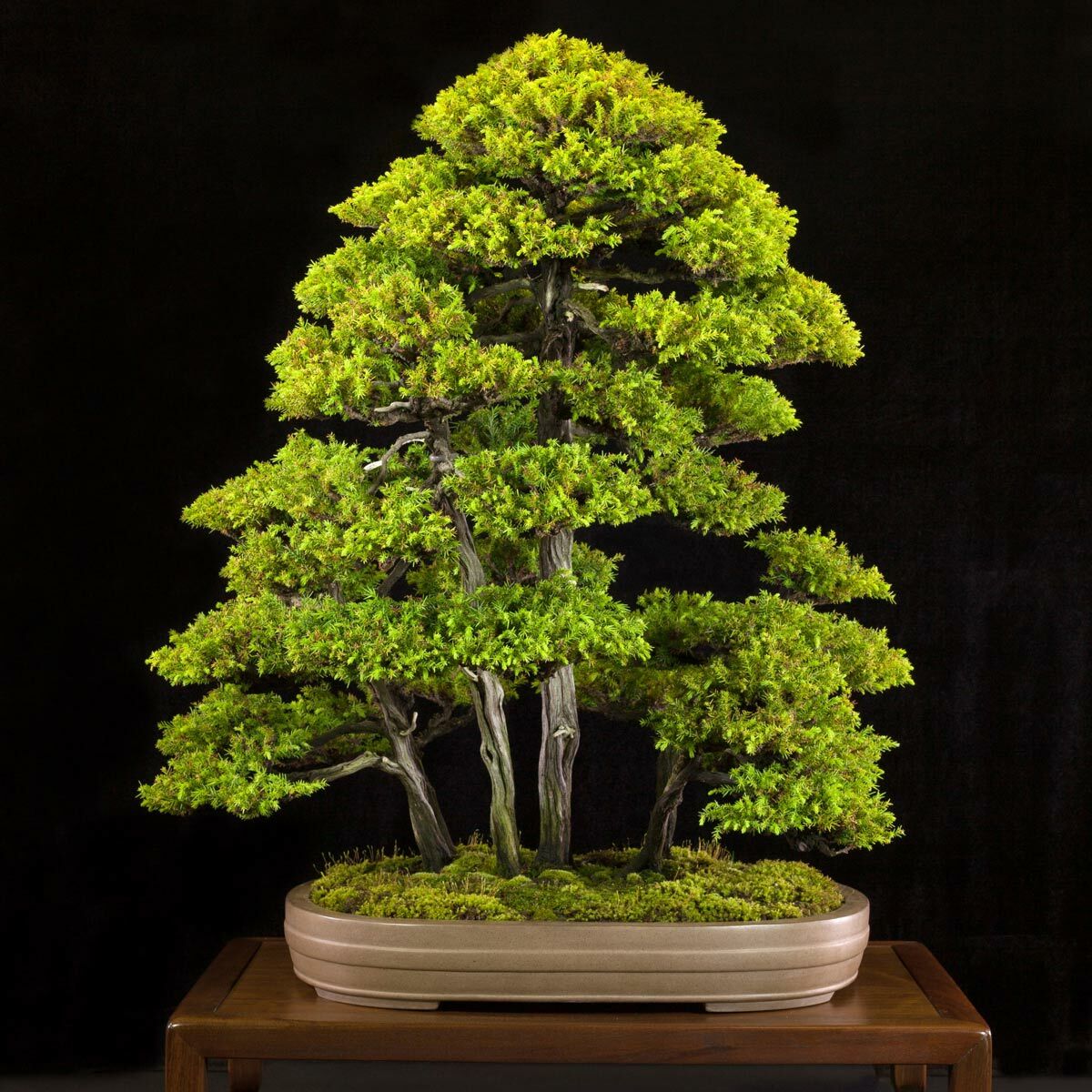 Cryptomeria japonica vilmoriniana sedir ağacı fidesi japon sugi