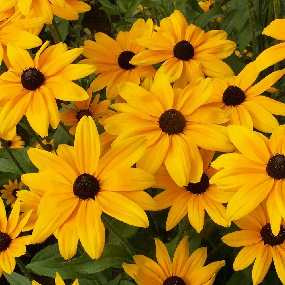 Güneş şapkası çiçeği saksıda rudbeckia indian summer