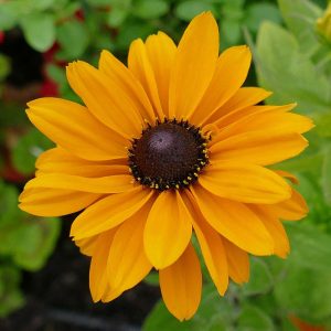 Güneş şapkası çiçeği saksıda rudbeckia indian summer