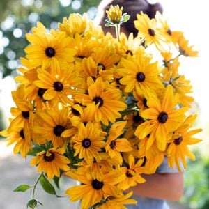 Güneş şapkası çiçeği saksıda rudbeckia indian summer