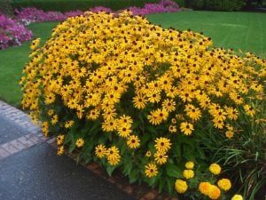 Güneş şapkası çiçeği saksıda rudbeckia indian summer