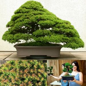 Cryptomeria japonica vilmoriniana sedir ağacı fidesi japon sugi