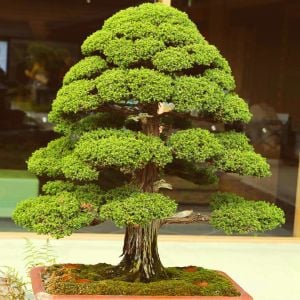 Cryptomeria japonica vilmoriniana sedir ağacı fidesi japon sugi