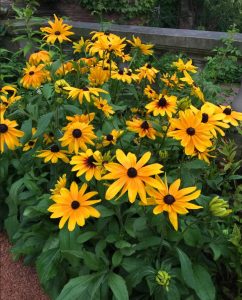 Güneş şapkası çiçeği saksıda rudbeckia indian summer