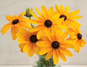 Güneş şapkası çiçeği saksıda rudbeckia indian summer