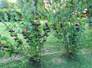 Aronia nero meyve fidanı