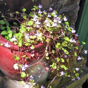 Nakkaş sarmaşık tohumu örtücü ve sarkan bitki yaz boyu çiçekli