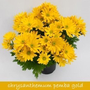 3 renk pemba krizantem fidesi kasımpatı mix chrysanthemum