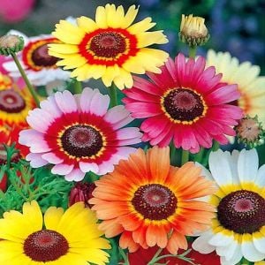 Çingene eteği 3 renkli papatya tohumu tricolor daisy
