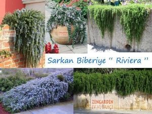 Sarkan biberiye fidesi riviera prostratus rosemary officinalis