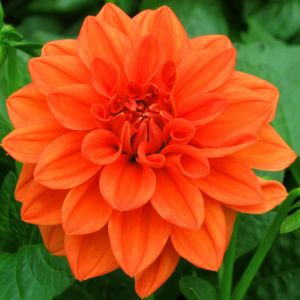 Turuncu yıldız çiçeği fidesi dalya dahlia lubega power orange