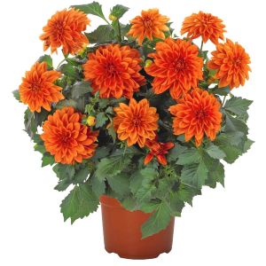 Turuncu yıldız çiçeği fidesi dalya dahlia lubega power orange