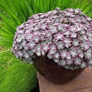 Sedum spathulifolium purpureum fidesi damkoruğu