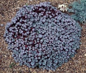 Sedum spathulifolium purpureum fidesi damkoruğu