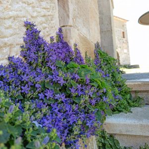 Campanula fenestrellata fidesi Adriyatik çan çiçeği