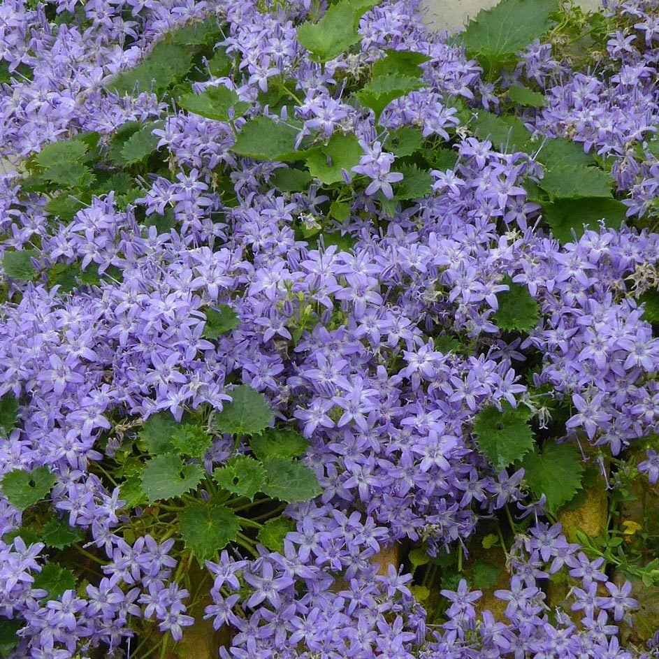 Campanula fenestrellata fidesi Adriyatik çan çiçeği