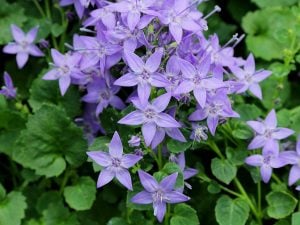 Campanula fenestrellata fidesi Adriyatik çan çiçeği