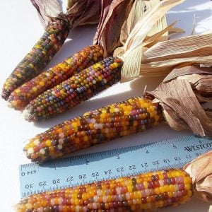 Mini gökkuşağı renkli atalık mısır tohumu geleneksel