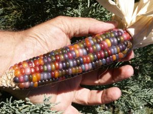 Mini gökkuşağı renkli atalık mısır tohumu geleneksel