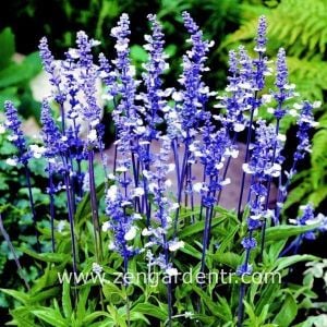 Salvia mavi peri fidesi süs adaçayı farinacea fairy queen