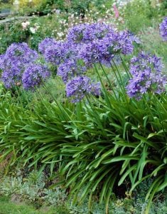 Blue Triumphator mavi agapanthus soğanı saksıda afrika zambağı