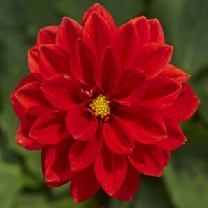 Skarlet kırmızı yıldız çiçeği fidesi dalya dahlia lubega power scarlet