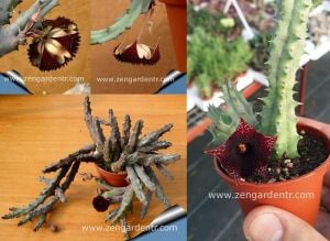 Huernia transmutata