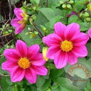 Dahlia mignon tohumu bodur yıldız çiçeği tohumu dahlia variabilis