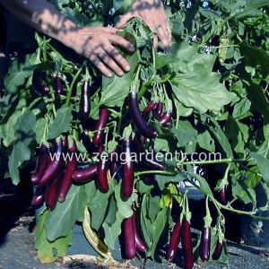 Hansel patlıcan tohumu minyatür saksılık