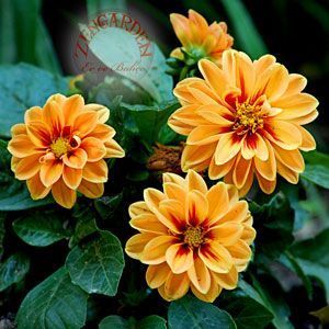 Dahlia yıldız çiçeği tohumu katmerli unwins serisi