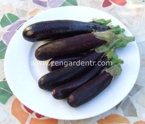 Hansel patlıcan tohumu minyatür saksılık