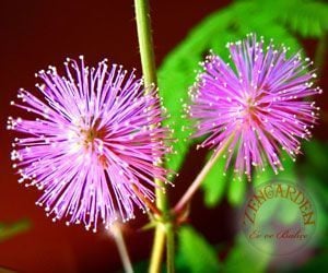 Hassas çiçek mimosa pudica tohumu küstüm çiçeği