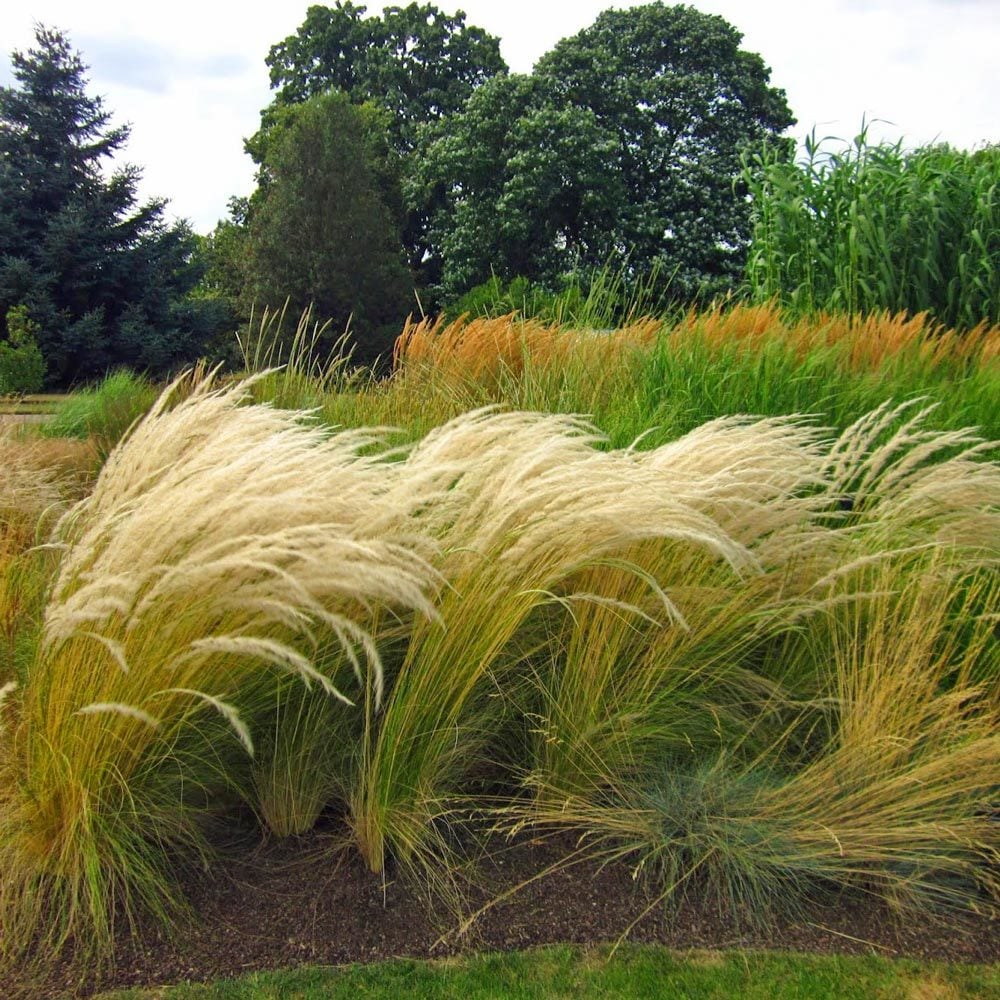 Kuş tüyü çimi fidesi peruvian feather grass stipa ichu