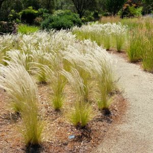 Kuş tüyü çimi fidesi peruvian feather grass stipa ichu