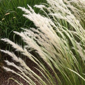 Kuş tüyü çimi fidesi peruvian feather grass stipa ichu