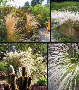 Kuş tüyü çimi fidesi peruvian feather grass stipa ichu