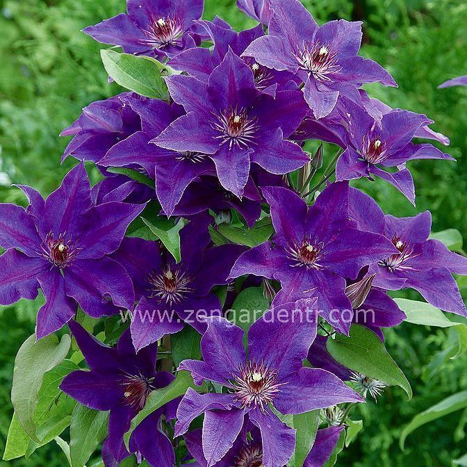 The President clematis fidanı orman asması sarmaşık