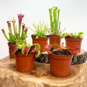 Etobur bitki toprağı carnivorous drosera venus flytrap sarracenia cinsleri için özel