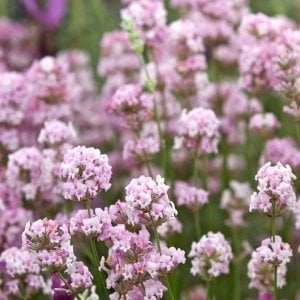 Pembe lavanta fidesi lavandula angustifolia rosea