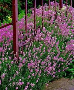 Pembe lavanta fidesi lavandula angustifolia rosea