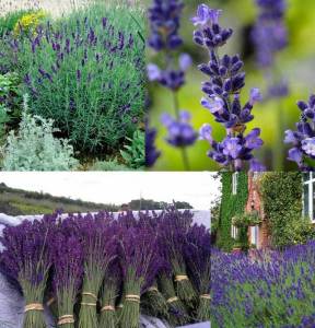 Ödüllü mavi imparator lavantası fidesi lavandula angustifolia imperial gem