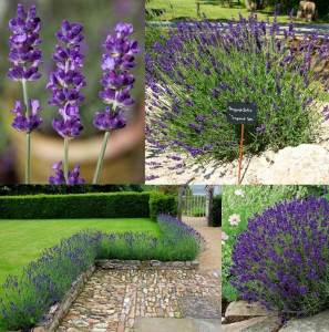 Ödüllü mavi imparator lavantası fidesi lavandula angustifolia imperial gem