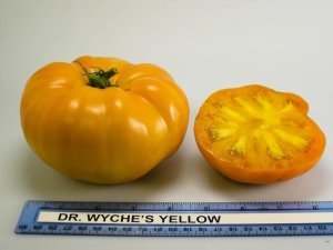 Dr Wyche's sarı Atalık domates tohumu