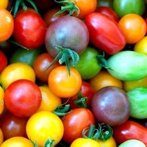 Gökkuşağı rengarenk çeri domates tohumu Atalık çeşitler