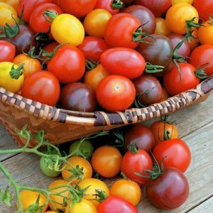 Gökkuşağı rengarenk çeri domates tohumu Atalık çeşitler