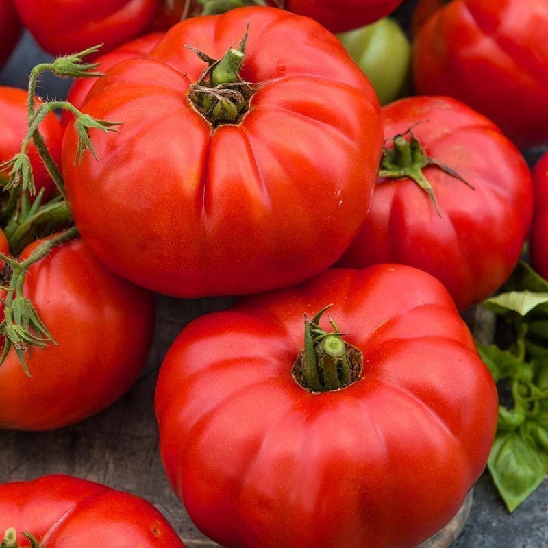 Beylerbeyi Ata domates tohumu söğüşlük çeşit