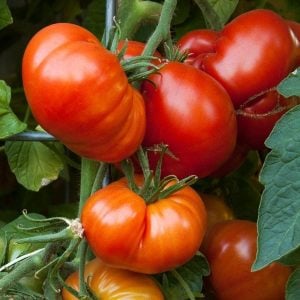 Beylerbeyi Ata domates tohumu söğüşlük çeşit