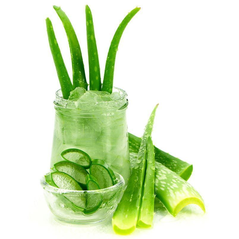 Aloe vera yaraları iyileştiren sukulent bitki saksıda